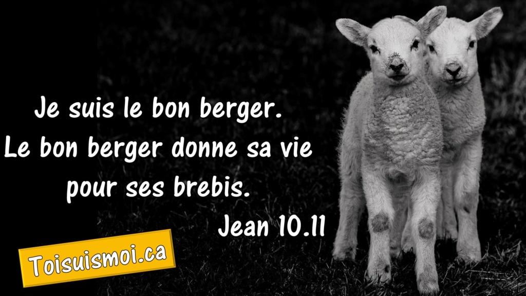 Jean 10.11 - Le bon berger